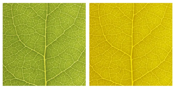 Different color  texture leaf — Stock Photo, Image